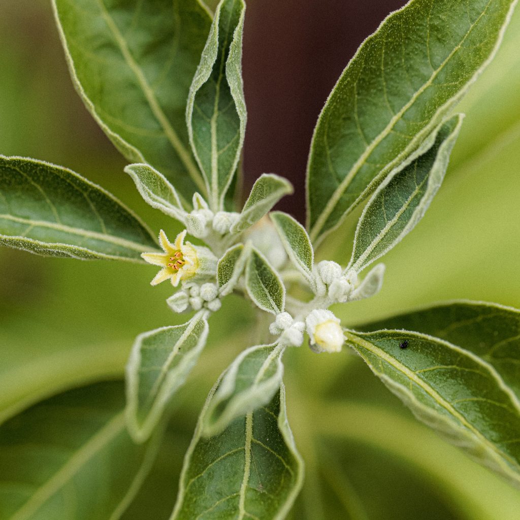 liść-ashwagandha