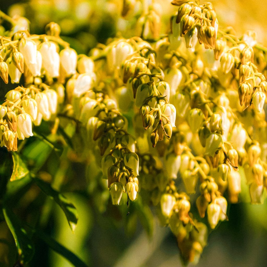 zdjęcie-perełkowiec-japoński