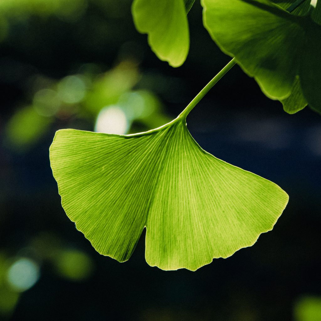ginko-biloba-zdjecie