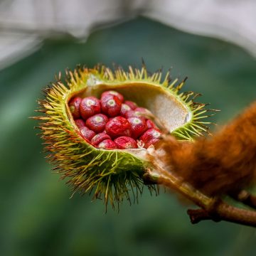 guarana