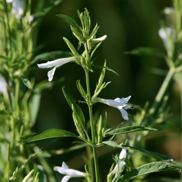 Andrographis