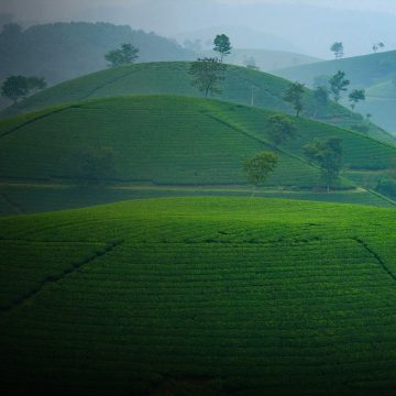 Green-tea
